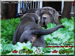 Guappo & Guappa Sine^die 19 months