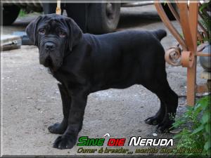 Sine^die Neruda four months