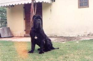 Barone_del_Castelaccio