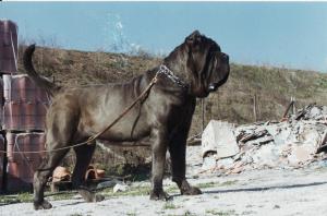 Gennarino