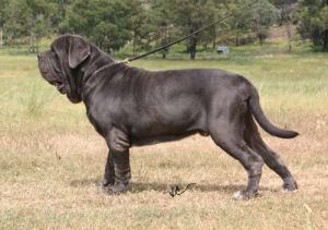 Magnufi-4