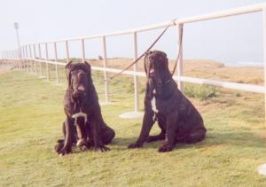 CasioandCaos
