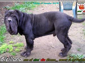 Siciliano son of sine^die Sicano owner breeding mastino sine^die italia 27 december 2007