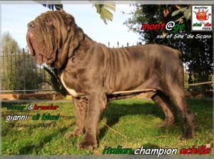 Ch.It. Achille owner & breder,,, Gianni  Di Blasi,,, son of Sine^die Sicano,oxo,,,,.