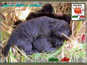 cuccioli Althea x Siciliano,,, 18 August 2007,,, xox