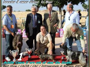 Achille figlio di sine^die Sicano Best in Show Marsala inglese