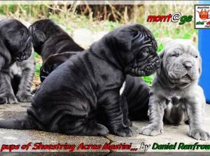 cuccioli di Sine^die Divina x Arturo Thundermug,,, owner & breeder Daniel Renfrow