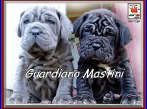 Guardiano Mastini new zealand,,, sine^die montage,,,