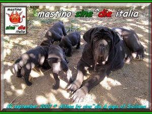 20 september Althea by sine^die & pups by Siciliano,,,