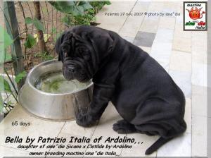 Bella by Patrizio Italia owner mastinosine^die italia..