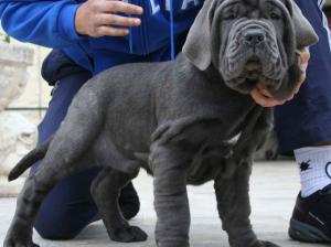STELLA DE AZZURRA 2 months
