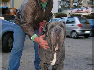 Priamo del Castellaccio,,, owner Anello Pietro,, mont@ge mastino sine^die italia,,,