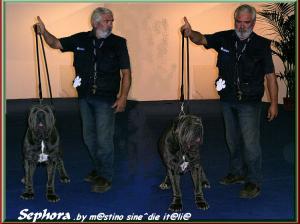 Sephora by sine^die II Res. CAC & CACIB ,,,,