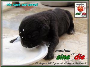 cuccioli Althea x Siciliano,,, 23 August 2007,,, oxo