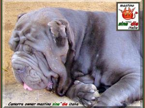 Camorra owner mastino sine^die italia,,,
