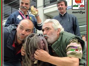 TMQ 2007,,, photo by Kendail It. Ch. Achille by Di Blasi son of sine^die Sicano,,, 2460