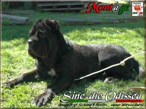 Sine^die Odissea 8 months