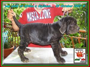 Cuccioli Althea x Siciliano by sine^die 23 ottobre 2007,,