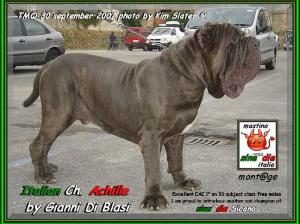 ATMQ 2007 Achille by Gianni Di Blasi son of sine^die Sicano,,, - it WINS the first one on 30 subjects,,