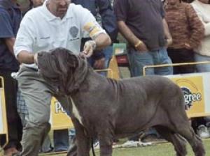 JAT Marzio 1 open male