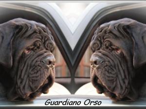 Guardiano Orso by Linda New Zealand
