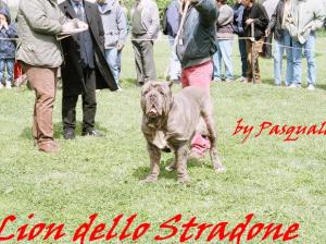 lion dello stradone - 4