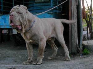 Guaglione 16 months