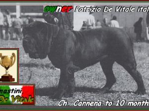 Carnera a 10 mesi