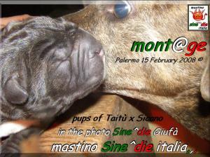 cuccioli di Sine^die Sicano x Taitu breeder mastino Sine^die italia,,,,,,