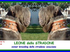 LEONE dello STRADONE