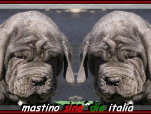 by sine^die Camorra daughter of sine^die Sicano.... 0350o