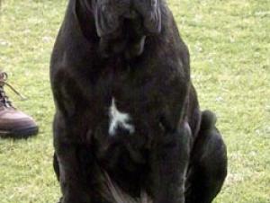dNosotros Ceilio
