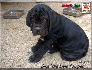 Sine^die Livio Pompeo,,,oxo