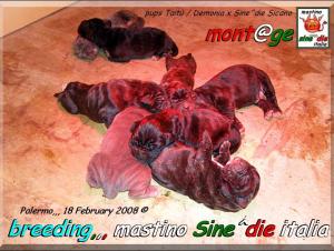 Cuccioli di Demonia,,, Taitu,,,  x Sicano Sine^die,,, Palermo 18 Febbraio 2008,,
