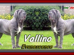 Vallino Evanescenze,,, sine^die mont@ge,,,