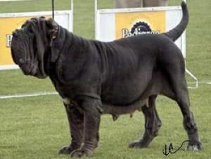 eva dello stradone - 2 ch fem
