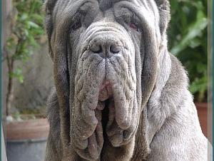 Ch Italiano Bruno by Enrico Sorrentino oxo