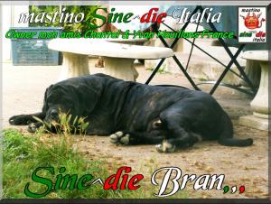Sine^die Bran,,, proprietari Chantal & Yvan  Houillons France,,