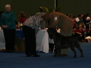 Eukanuba-2