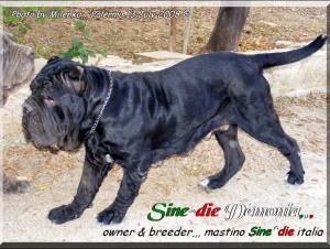 Sine^die Demonia,,,