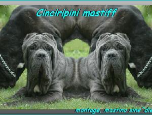 Cinciripini mastini Angelo & Abramo nipoti di sine^die Sicano,