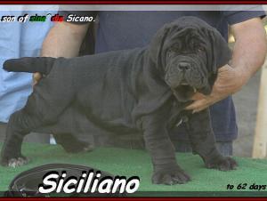 SICILIANO son of sine^die Sicano.... 900 pixel,,, 0162 bis 754