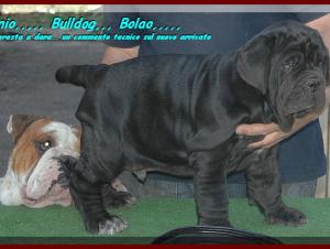 Siciliano & Bolao..... by mastino sine^die italia