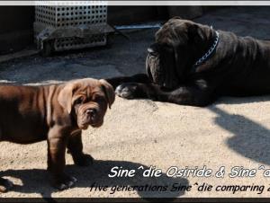 Sine^die Osiride 45 days,,,