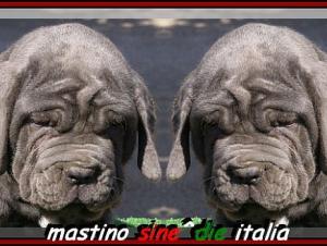 Camorra by sine^die daughter of sine^die Sicano to 75 days,,,