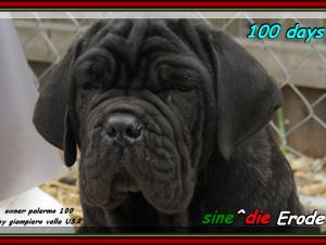 Erode sine^die,,, owner,,, Giampiero Vella USA,,,