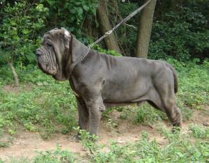 NibbiodelCastellaccio
