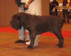 Bruno