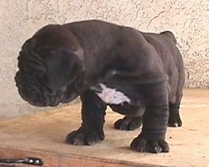 Furio6WeeksOld