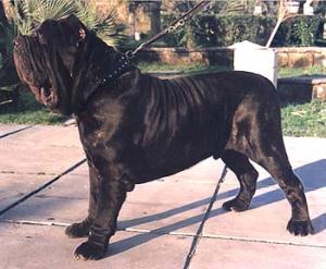 Carnera